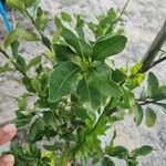 Citrus hystrix Blad