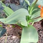 Tulipa praestans Blatt