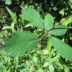 Rubus questieri 葉