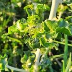 Solanum arundo 叶