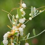 Cuscuta approximata Flower