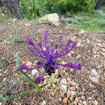 Muscari matritense Flower