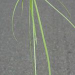 Cyperus aromaticus Folio