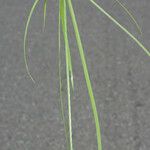 Cyperus aromaticus Folha