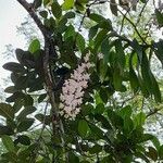 Aerides odorata Çiçek