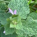 Lamium purpureum Habit