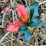 Berberis ilicifolia Frunză
