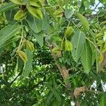 Terminalia arjunaFruit