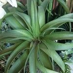 Tillandsia roseoscapa Leaf