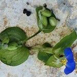 Commelina communis Pokrój