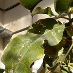 Nepenthes truncata Folha