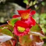 Begonia cucullataKwiat