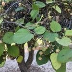 Cordia myxa Leaf