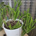 Crassula muscosa Листок