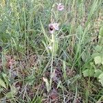 Ophrys apifera Habitatea