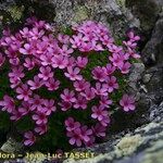 Androsace ciliata موطن