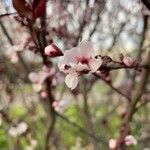 Prunus armeniaca 花