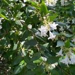 Abelia chinensis Kukka