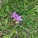 Gentianella germanica Flor