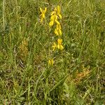 Genista tinctoriaFlower