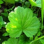 Geum pyrenaicum Blatt