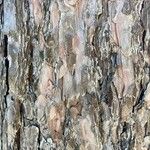 Pinus nigra 樹皮