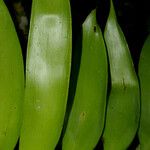 Zamia fairchildiana Leaf