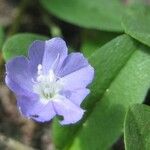 Evolvulus convolvuloides Flor