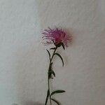 Centaurea jaceaFlower