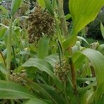 Sorghum bicolor Levél