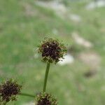 Epikeros pyrenaeus 花