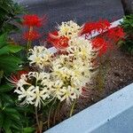 Lycoris radiata Blodyn