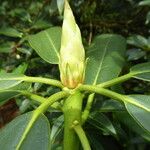 Rhododendron glanduliferum Hoja