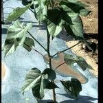 Gossypium hirsutum Συνήθη χαρακτηριστικά