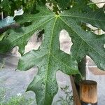 Brachychiton acerifolius Blad