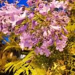 Jacaranda mimosifolia花