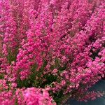 Erica gracilis Flor