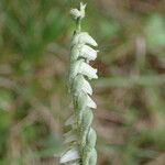 Spiranthes spiralis Flor