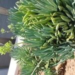 Dudleya edulis Hoja