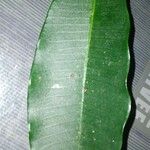 Leaf