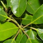 Ilex costaricensis موطن