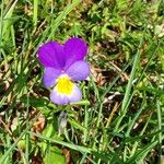 Viola tricolor Kwiat