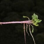 Werneria pectinata Other