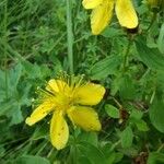 Hypericum maculatumFlor