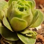 Aeonium aureum Φύλλο