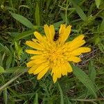 Tragopogon orientalis Flower