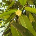 Diospyros malabarica 花