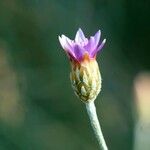 Xeranthemum cylindraceum Flower