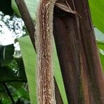 Heliconia vellerigera Otro