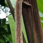 Heliconia vellerigera Muu